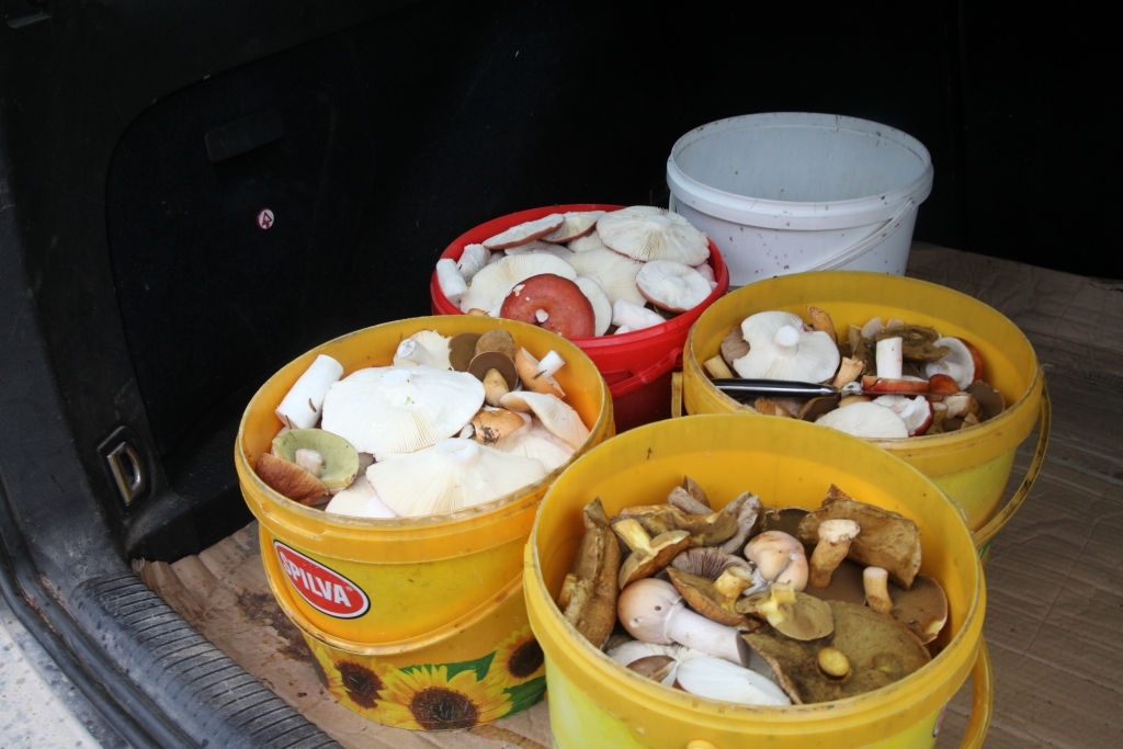 Autors: Gatis Bogdanovs