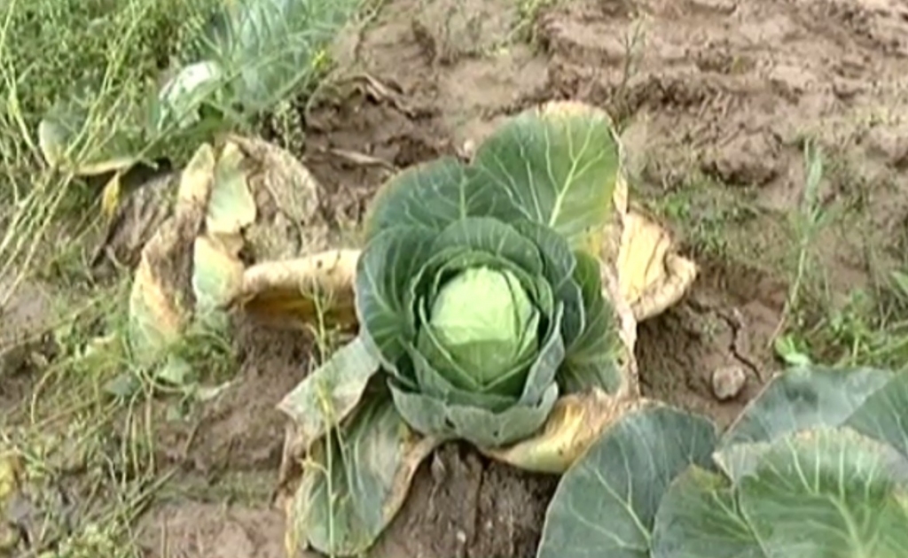 Dārzeņi strauji bojājas – par to liecina visapkārt jūtamā puvuma smaka.
Autors: www.lsm.lv