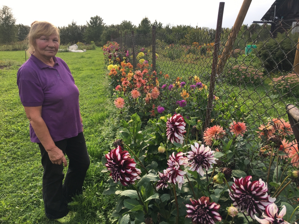 Bez puķēm “Aizupes” - nomaļa lauku sēta Stradu pagastā - nav iedomājamas. Puķes ir saimnieces Zinaīdas Perinas lielā mīlestība. Viņa cer, ka dālijas pie mājas ziedēs vēl oktobrī. Lai sals nesteidzoties nākt! 	
Autors:  Diāna Odumiņa