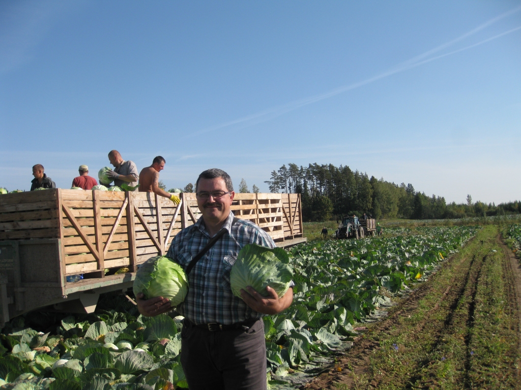 SIA “Dimdiņi Agro” direktors Ainārs Sebris var būt apmierināts ar raženi augušajiem kāpostiem, taču ir bažas, vai laika apstākļi ļaus visus novākt. 
Autors: Mārīte Dzene
