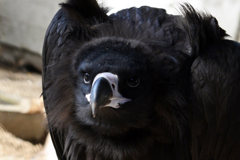 Autors: no Rīgas Zooloģiskā dārza arhīva