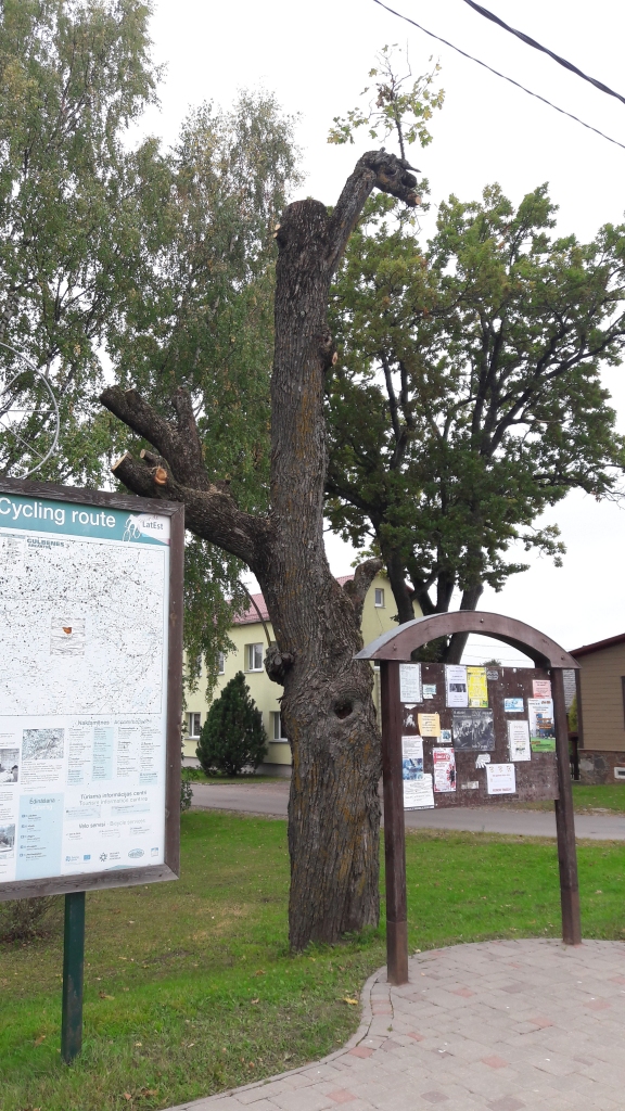 “Ārprāts, šausmas! Koks ņemts un nodīrāts pilnīgi pliks, galīgi izkropļots, un tāds nabaga stumbenis atstāts izdvest pēdējo nopūtu! Es raudāju, manam sašutumam nebija robežu, kurš gan ir spējīgs izdarīt ko tādu!” “Dzirkstelei” raksta lejasciemiete Inese. 
Autors:  no privātā arhīva