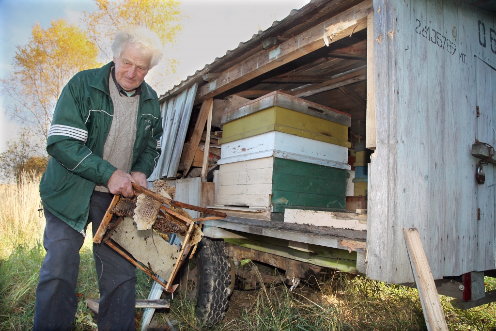 Lejasciemieša Gunāra Lapkaša dravā aina paveras drūma. Bites gājušas bojā, stropi izpostīti un izsvaidīti, arī rāmīši izņemti, salauzti un izsvaidīti. Un to visu paveicis lācis. “Pats ieraudzīju šādu skatu trešdien. Lācis ir cītīgi pastrādājis, pat pamatīgās brusas ir atlauzis,” saka bitenieks	
Autors: Gatis Bogdanovs