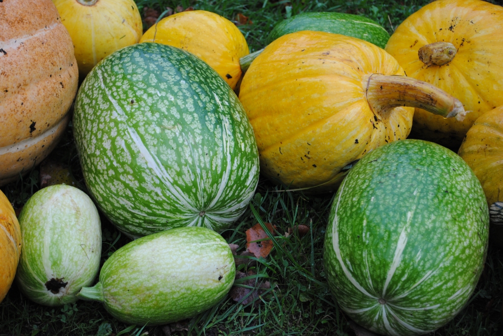 Autors: SARMĪTE OZOLA