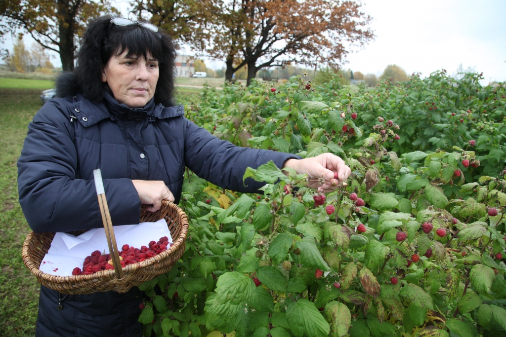 Laima Klimona dienā viena pati var salasīt 40 līdz 50 kilogramus aveņu. Viņa uzsver, ka svarīgi stādīt vietā, kur no rīta līdz vakaram ir saule. Ja iestādīs ēnā, nekā nebūs, jo avenēm ļoti gribas sauli.
Autors: Gatis Bogdanovs
