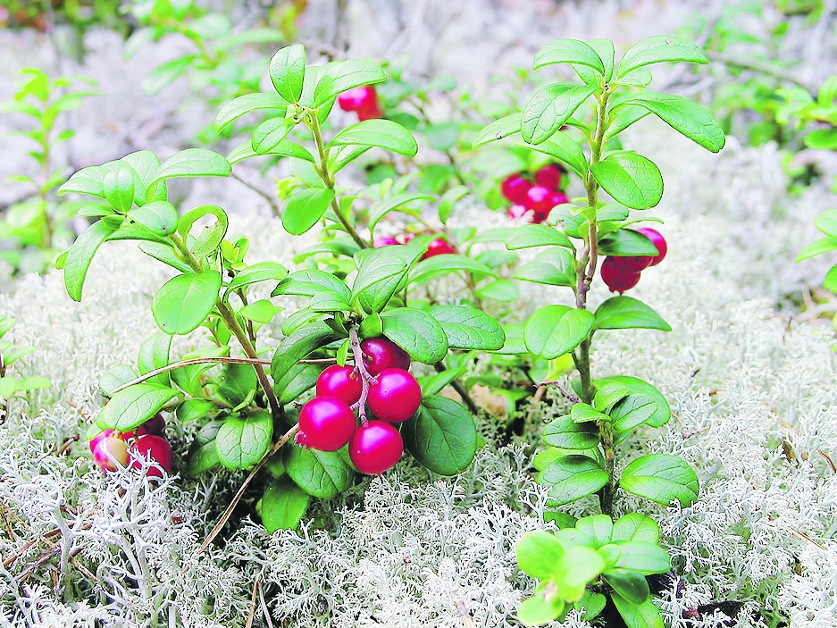 Autors: NO WIMEDIA.ORG