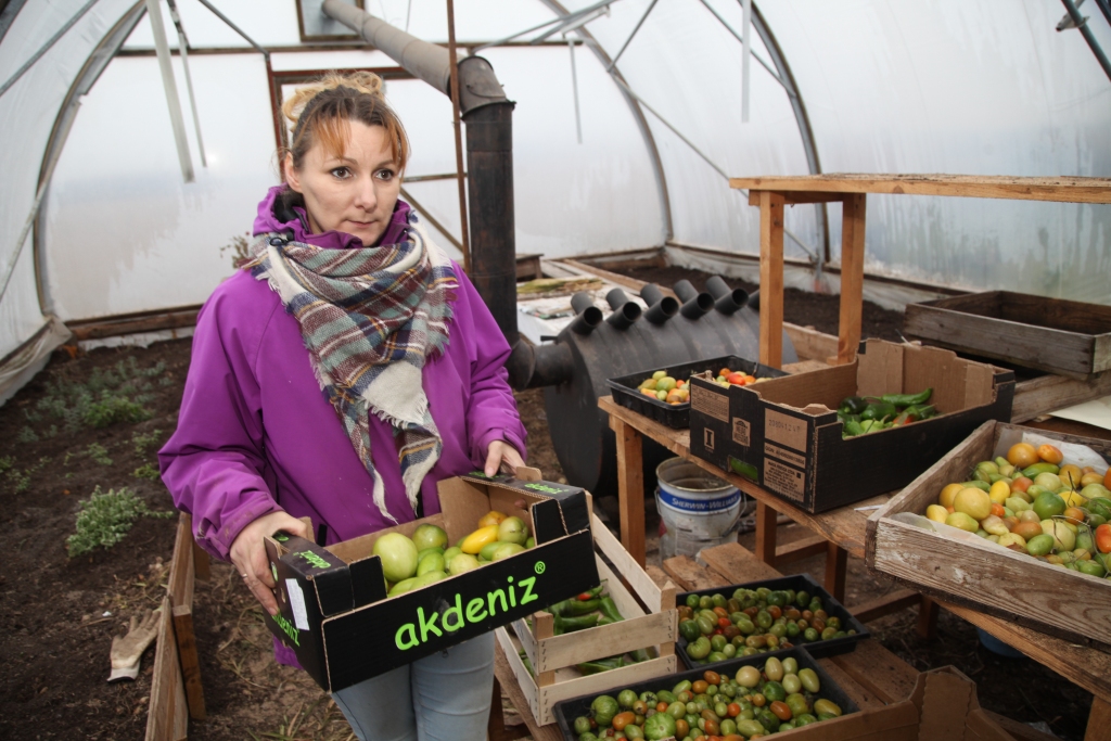 Jolantas Apsītes tomātiem šogad bija laba raža. Vēl krietni daudz ir tādu, kuriem jānogatavojas. 
Autors: Gatis Bogdanovs