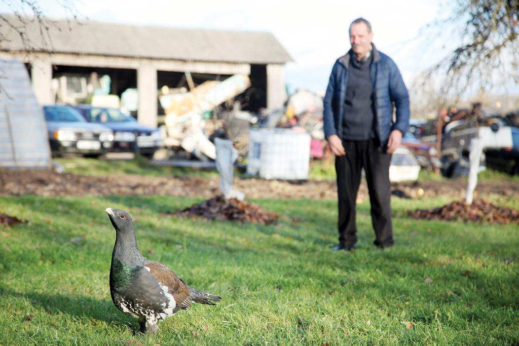 Jaungulbenes pagasta “Imantu” mājas nelūgtais ciemiņš cilvēkiem neuzbruka, taču par bailīgu šo putnu nebūt nevarēja nosaukt. 						     
Autors:  Gatis Bogdanovs