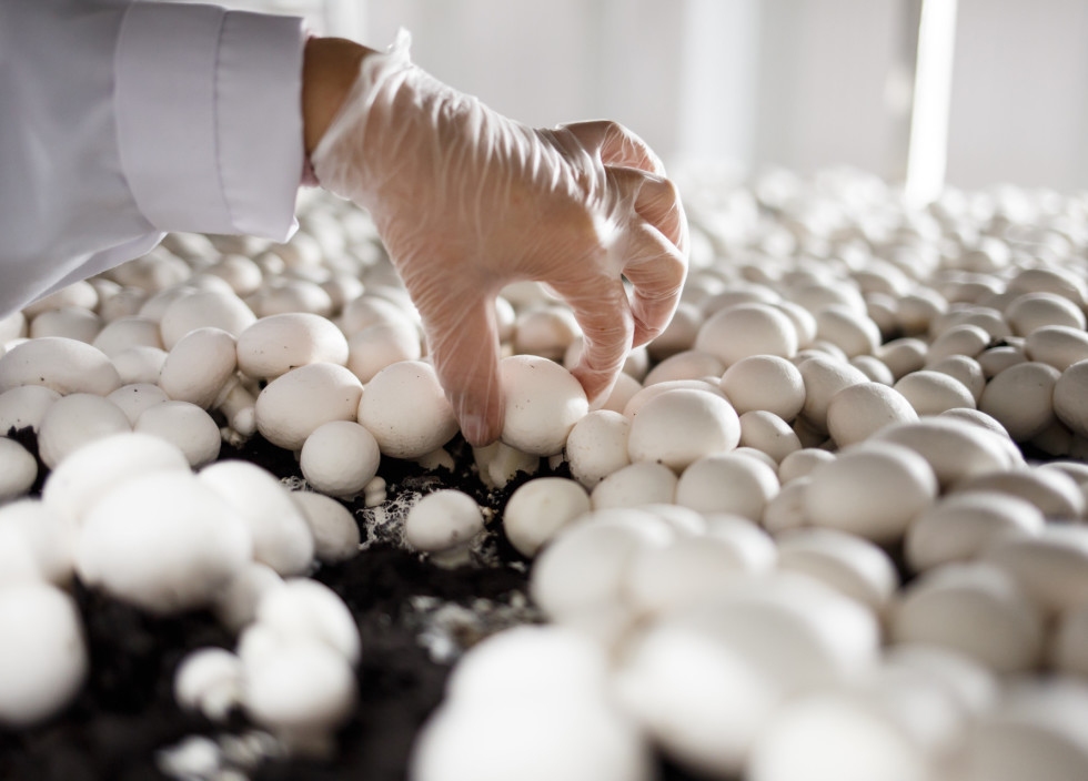 Autors: www.kasjauns.lv