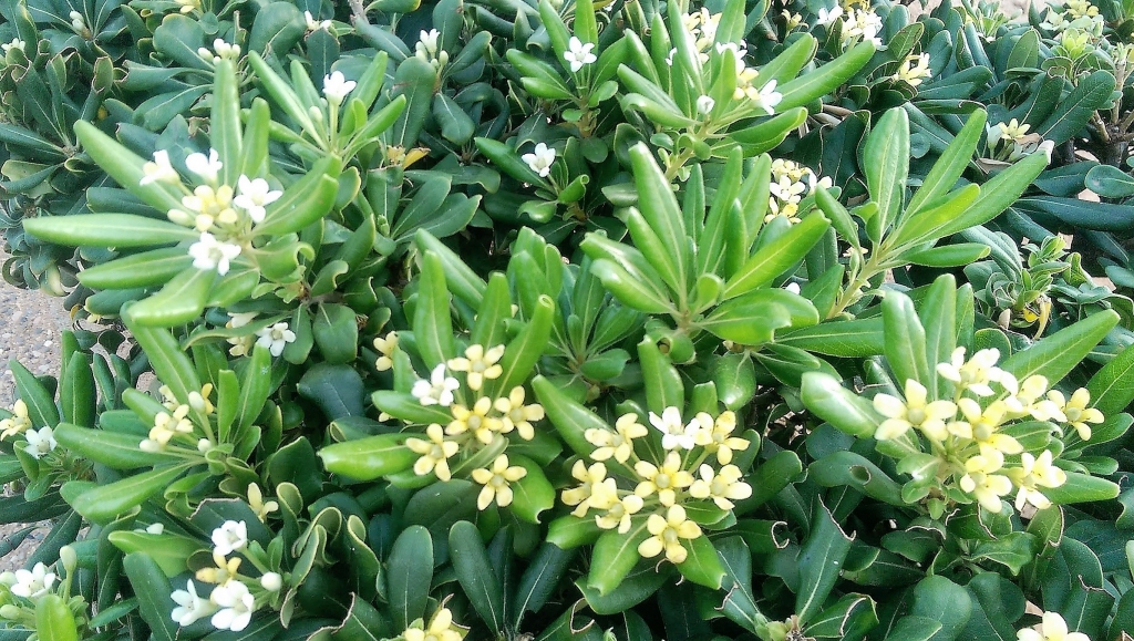 Autors: Iveta Krūmiņa