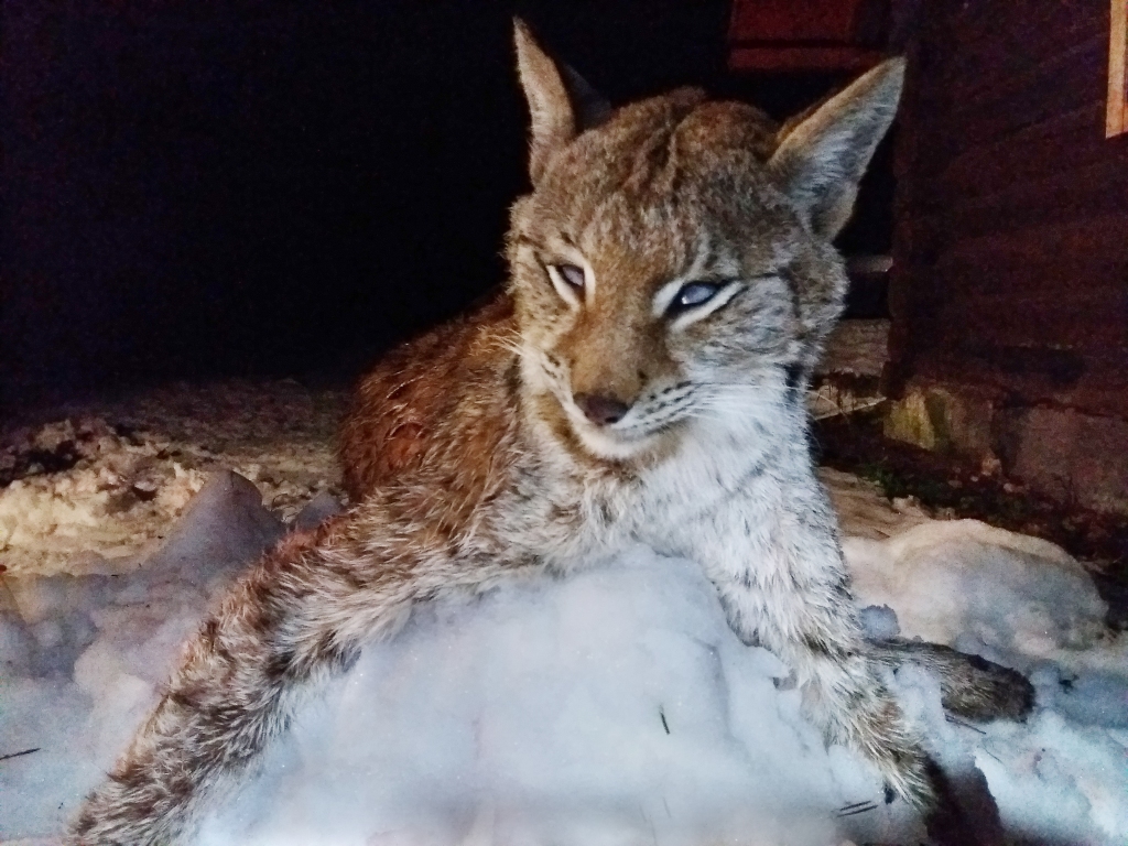 Gunta Strazda 2.decembrī Stradu pagastā nomedītais lūsis. 
Autors:  Gatis Bogdanovs