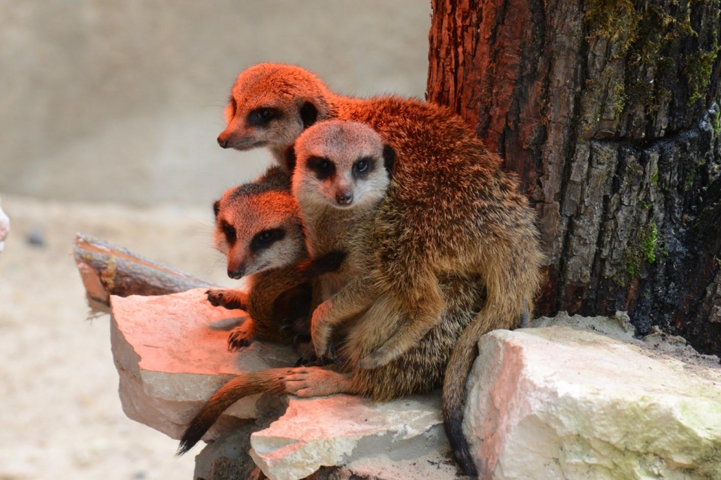 Autors: no Rīgas Zooloģiskā dārza arhīva