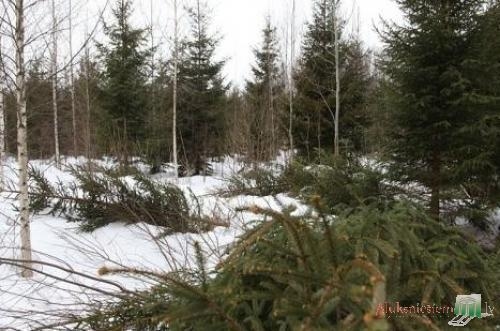 Autors: www.aluksniesiem.lv