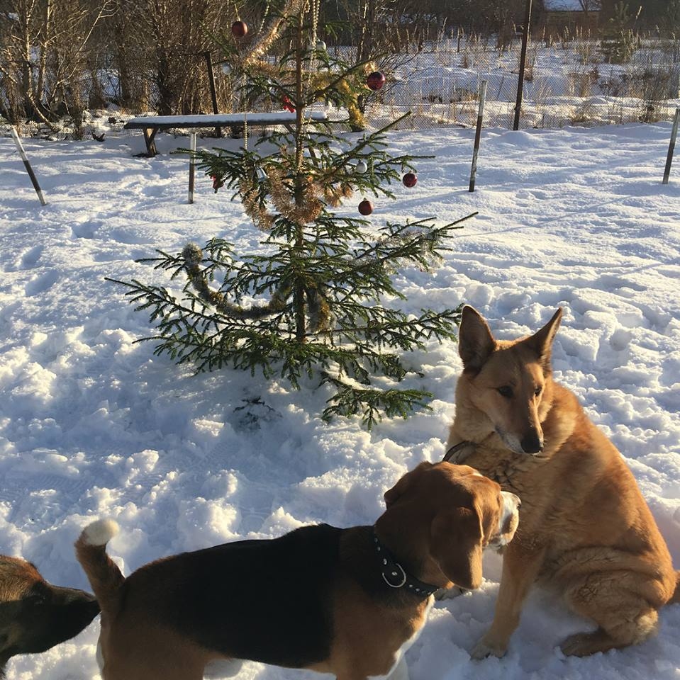 Autors: Diāna Odumiņa