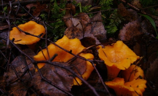 Autors: www.delfi.lv