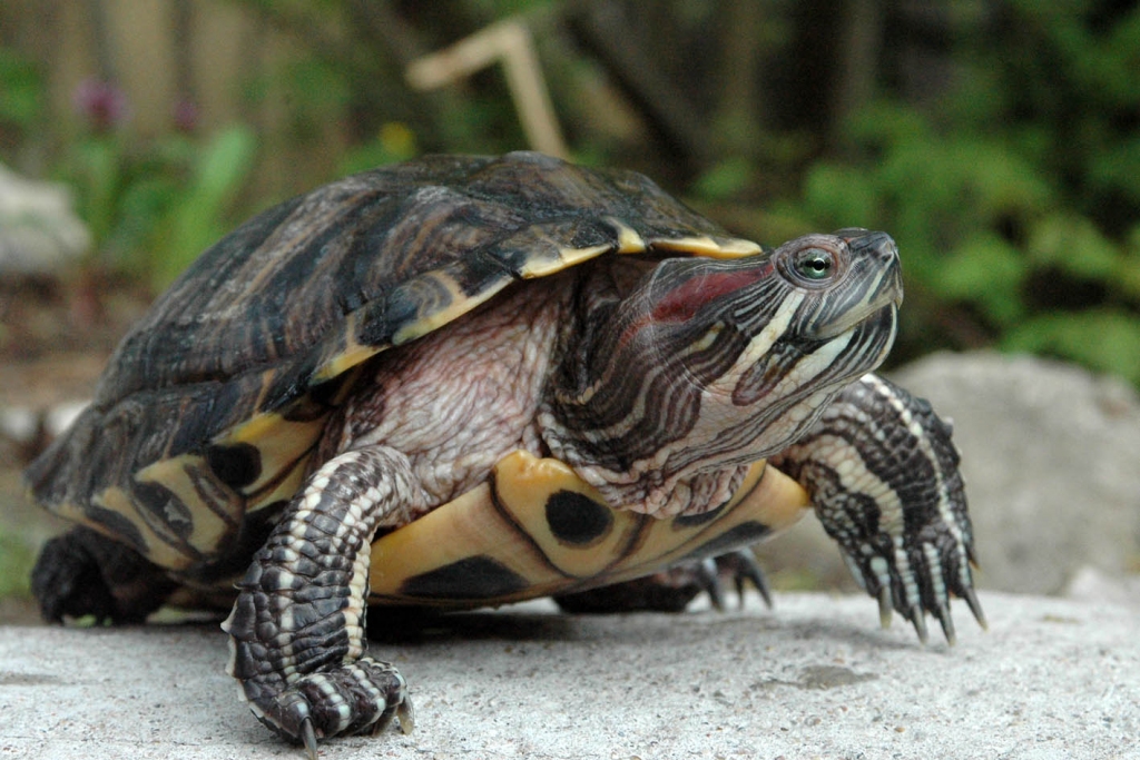 Sarkanausu bruņrupucis.
Autors: no Rīgas zooloģiskā dārza arhīva
