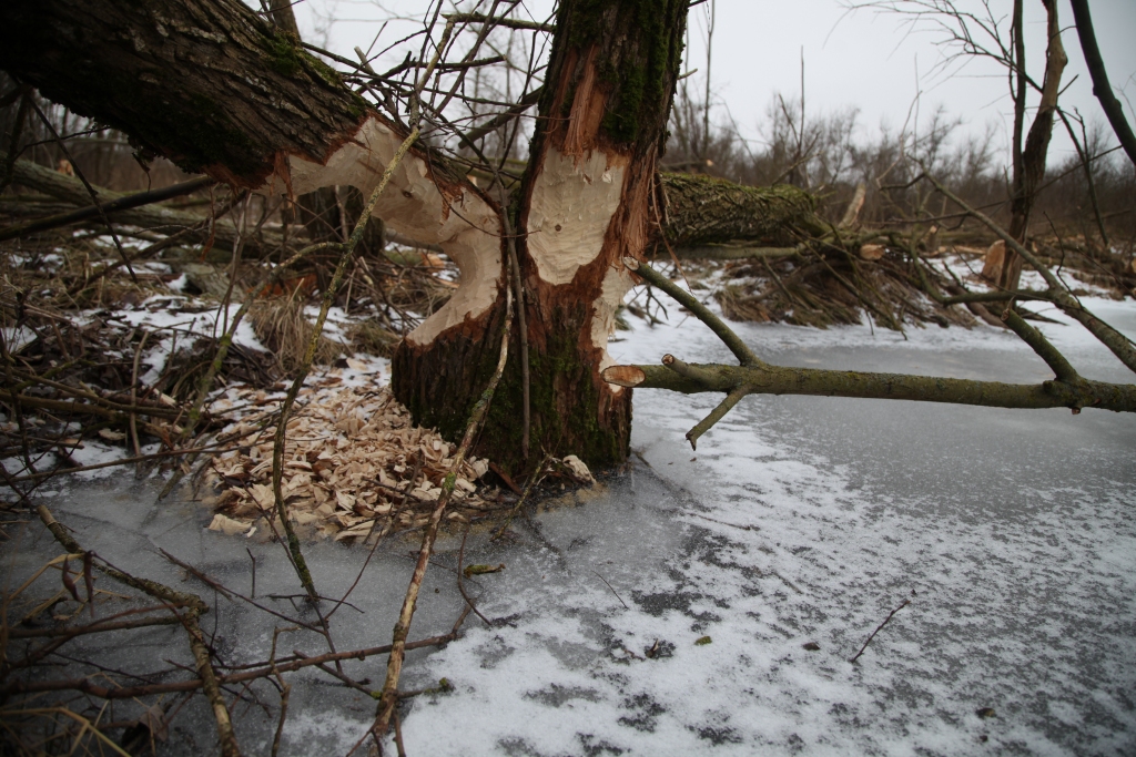 Autors: Gatis Bogdanovs