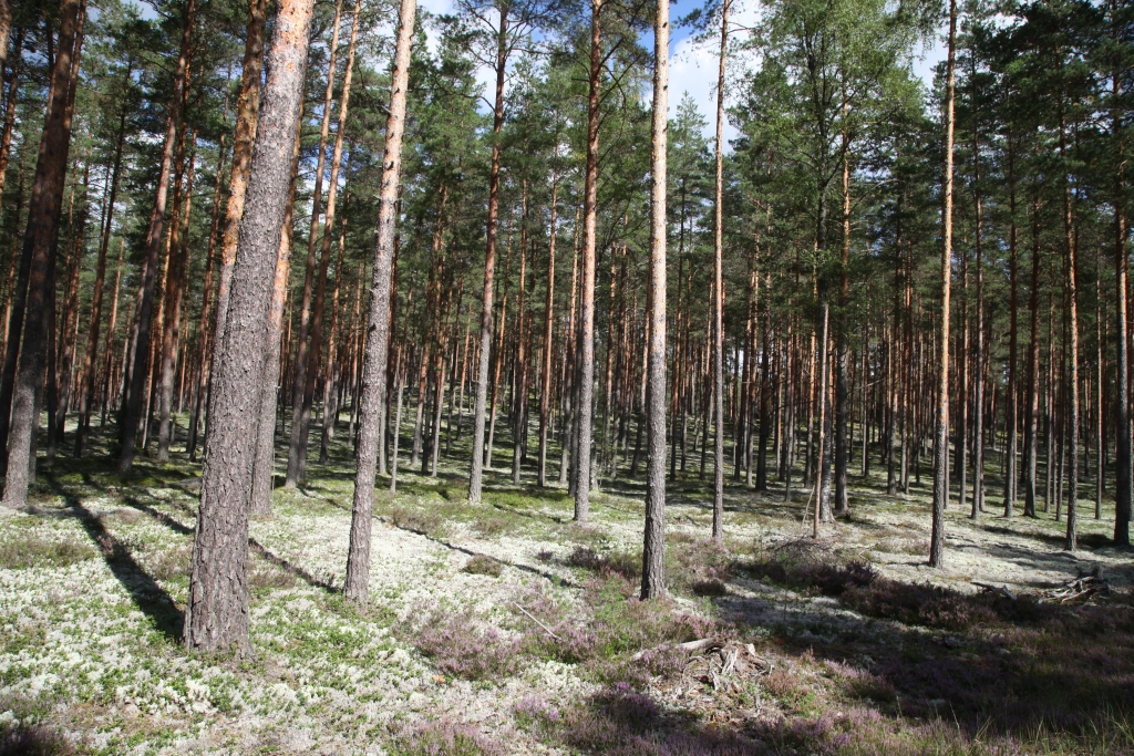 Autors: Gatis Bogdanovs