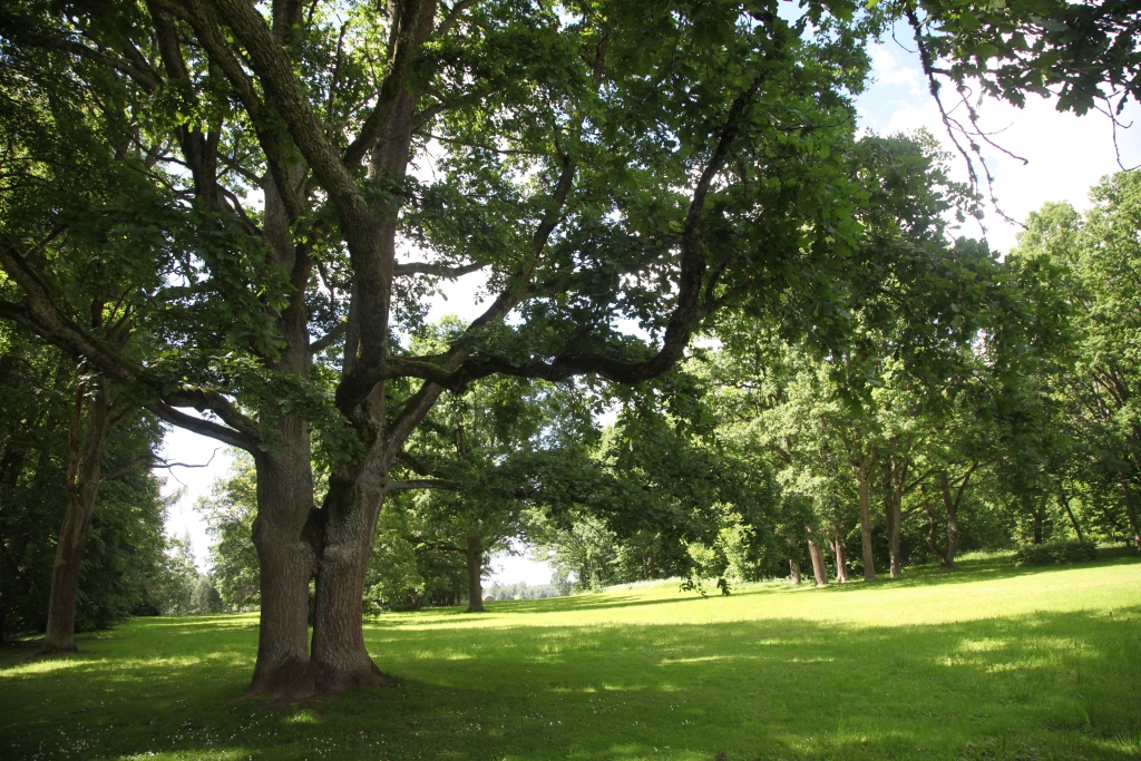 Divi kopā saauguši ozoli Stāmerienā. Latviešu tautas tradīcijā šādu fenomenu dēvē par jumi un uzskata, ka tas nes laimi. Ne velti Stāmerienā šos kokus sauc par mīlestības ozoliem. 	
Autors: Gatis Bogdanovs