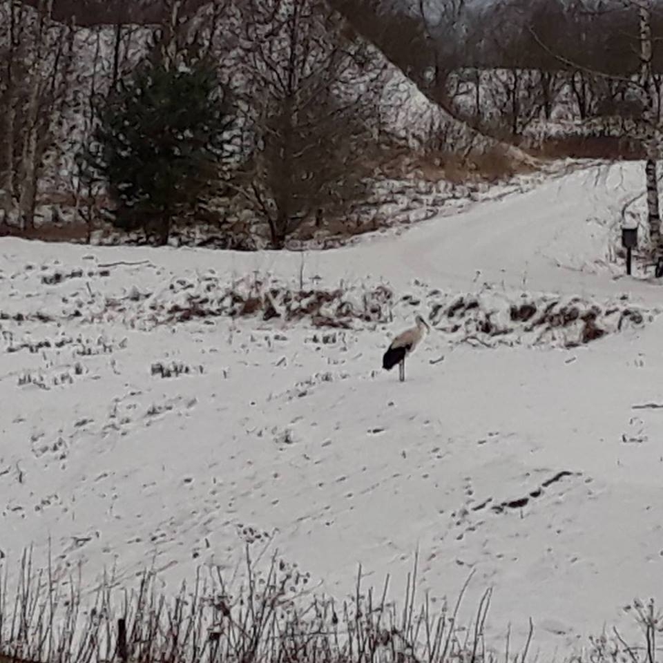 Janvāra vidum netipiska ziemas ainava – sniegā pastaigājas stārķis.      

Autors: Velga Vēverbrante-Boldāne