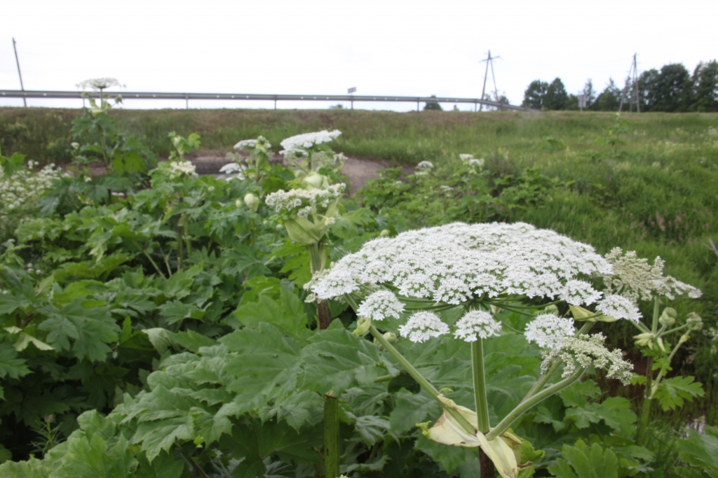 Autors: no “Dzirksteles” arhīva