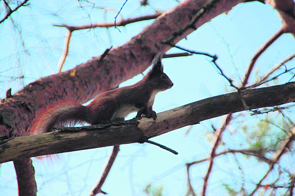 Autors: NO WWW.DABASDATI.LV