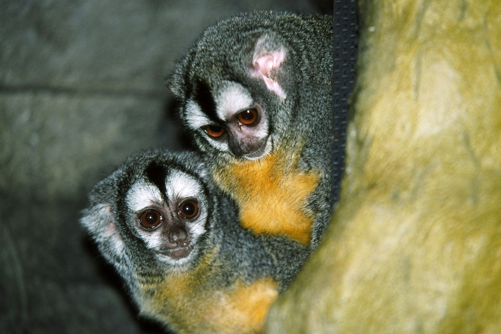 Bolīvijas nakts pērtiķi
Autors: no Rīgas zoodārza arhīva