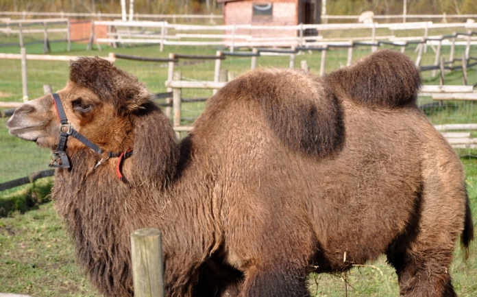 Pagājušajā gadā no Kauņas zoodārza tika atvesta kamieļmāte Mūza, kurai 4.martā būs trīs gadi. Viņu cilvēki izbarojuši ar pudelīti, tāpēc viņa ir ļoti mīļa, pieķērusies cilvēkiem. “Arī viņai vajadzīgs draugs. Mēs taču arī negribam pa vienam dzīvot. Ļoti laba meitene, paklausīga,”  saka Agita Ķelpe.
Autors: no “Dobuļu” arhīva