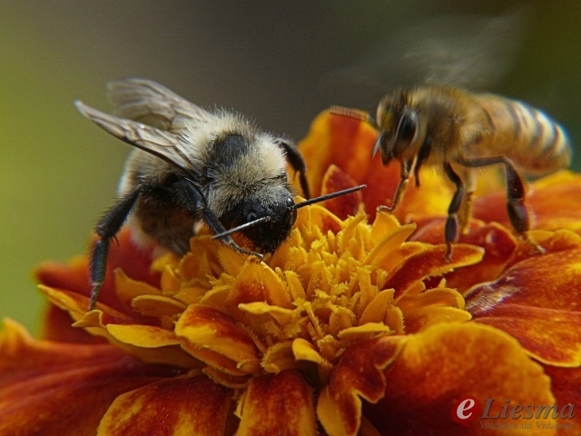 Autors: ilustratīvs