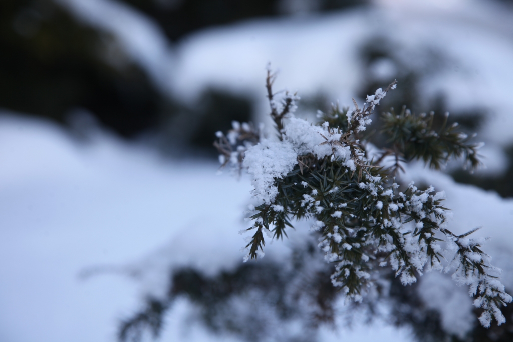 Autors: Gatis Bogdanovs