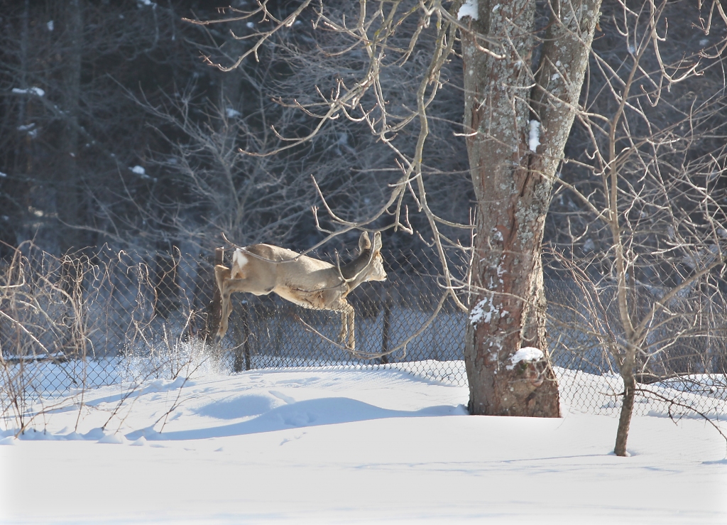 Stirnām nav šķērslis arī žogs. Meža zvēri tam tiek pāri itin viegli. 
Autors: no “Dzirksteles” arhīva