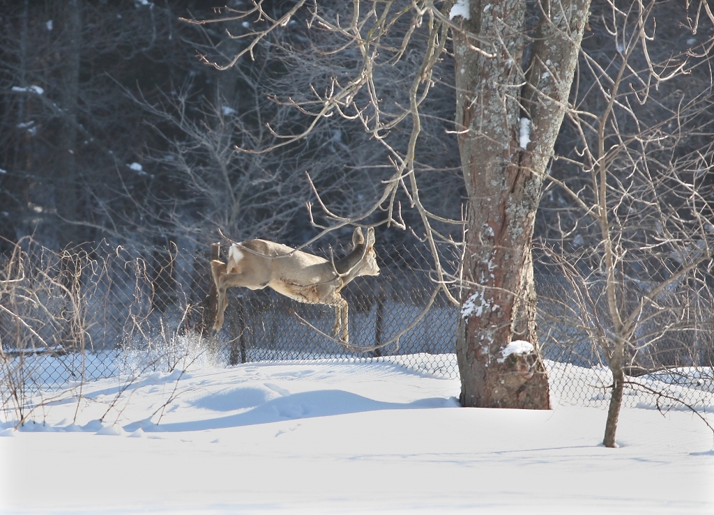 Stirnām nav šķērslis arī žogs. Meža zvēri tam tiek pāri itin viegli. 
Autors: no Dzirksteles arhīva