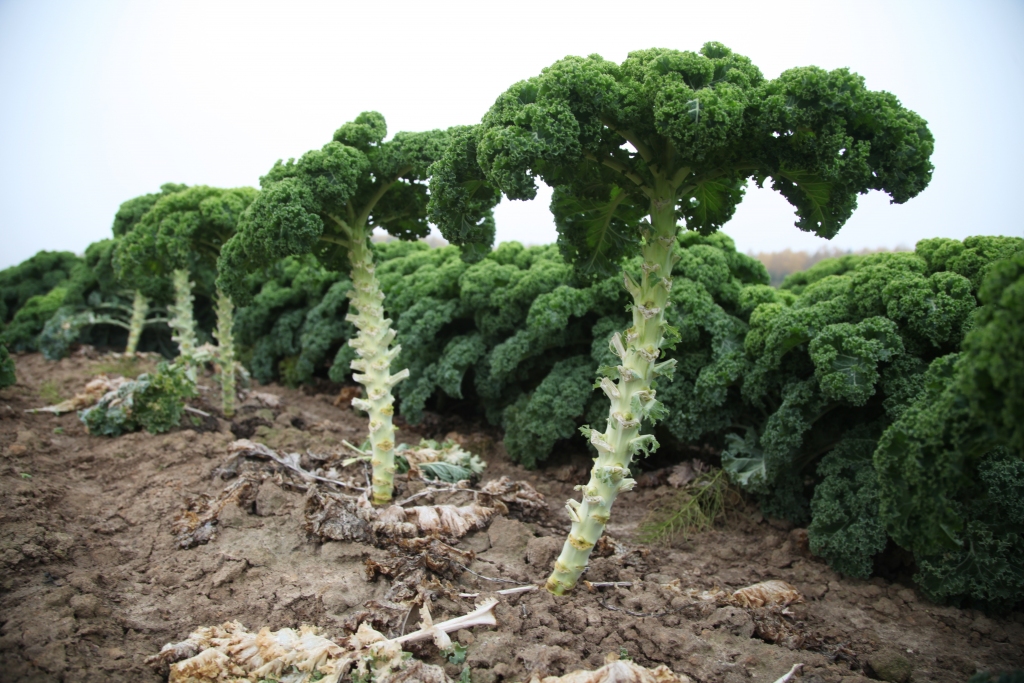 Autors: Gatis Bogdanovs