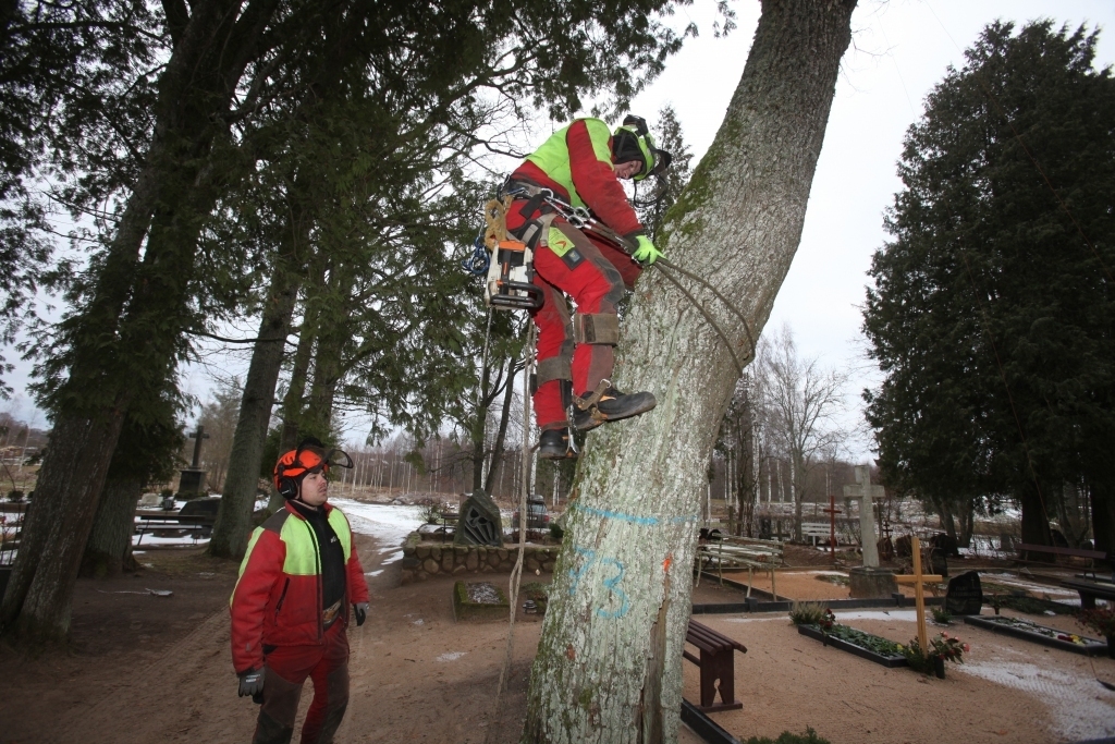 Pretendentu piedāvājumā svarīga ir ne tikai cena, bet arī atlases kritērijs - darbus var veikt vismaz 2 arboristi, kuriem ir atbilstoša kvalifikācija.
Autors: no Dzirksteles arhīva