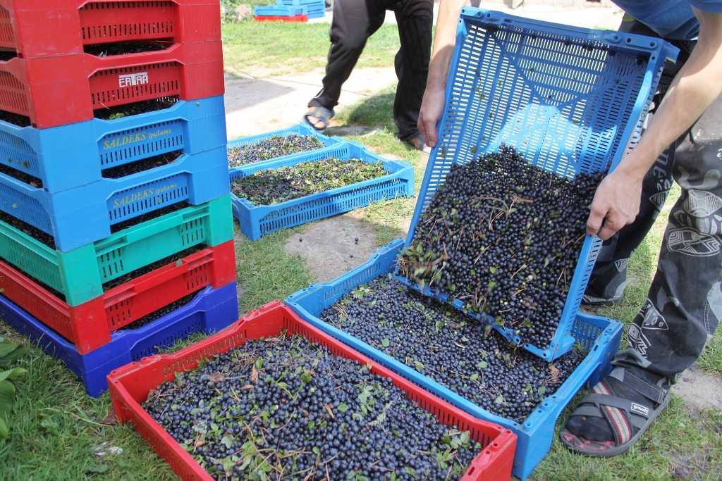 Arī Latvijas mežos vasarā un rudenī ir iespējams gūt peļņu ogojot un sēņojot. Tāpēc tiem, kas cer piepelnīties ražas vākšanā ārzemēs, ir labi jāizsver, ir vai nav vērts riskēt. Pašmāju mellenes arī var papildināt budžetu. Un mugura visur ir vienlīdz stipri jāloka strādājot – kā dzimtēnē, tā ārzemēs. 
Autors: Gatis Bogdanovs