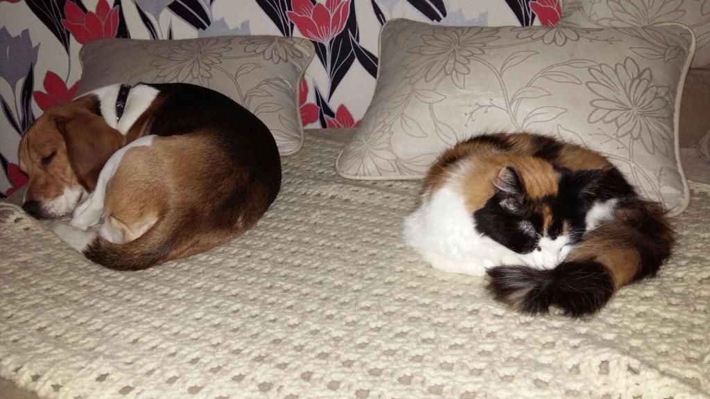 Kad Ivitas mājās ienāca Čakijs, Pūka viņu pieņēma labi. Tomēr, ja suņuks kļūst pārāk aktīvs, kaķis parāda raksturu. 	
Autors: no privātā arhīva 