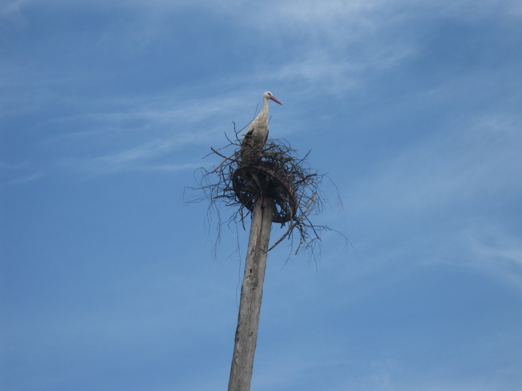 Stārķi ir iecienījuši vīt ligzdas stabu galos.
Autors: no “Dzirksteles”arhīva