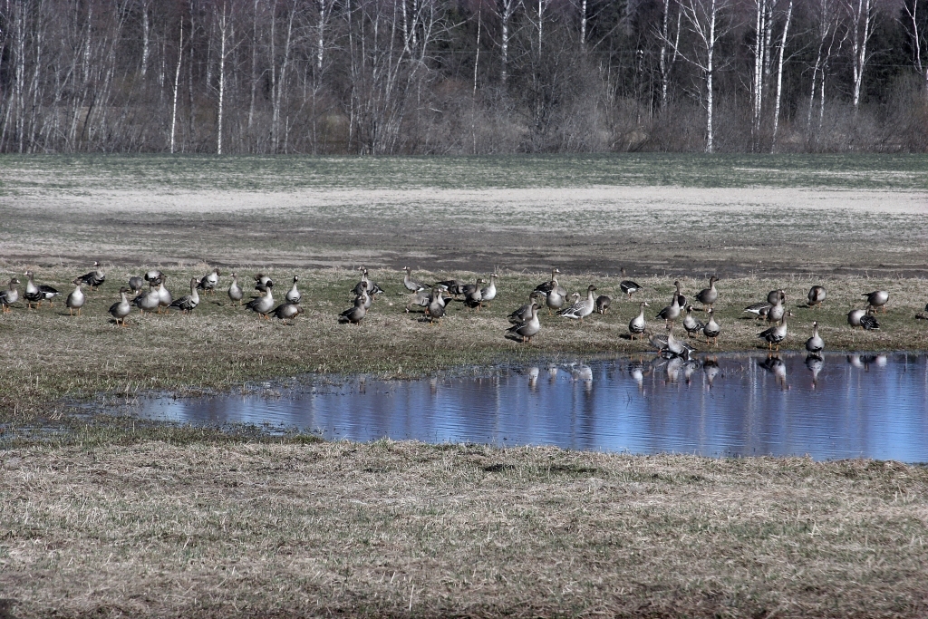 Autors: no Dzirksteles arhīva