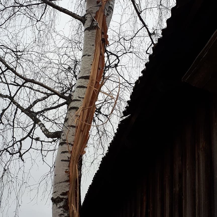 Arī Madonas pusē zibens spērieni bija pamatīgi. Pie kādas mājas sasperts bērzs.	
Autors: Ilze Kļaviņa