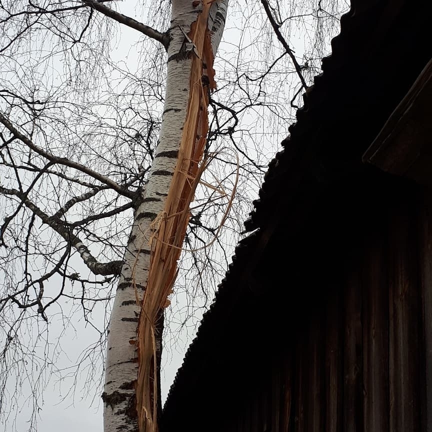 Arī Madonas pusē zibens spērieni bija pamatīgi. Pie kādas mājas sasperts bērzs.	
Autors: Ilzde Kļaviņa