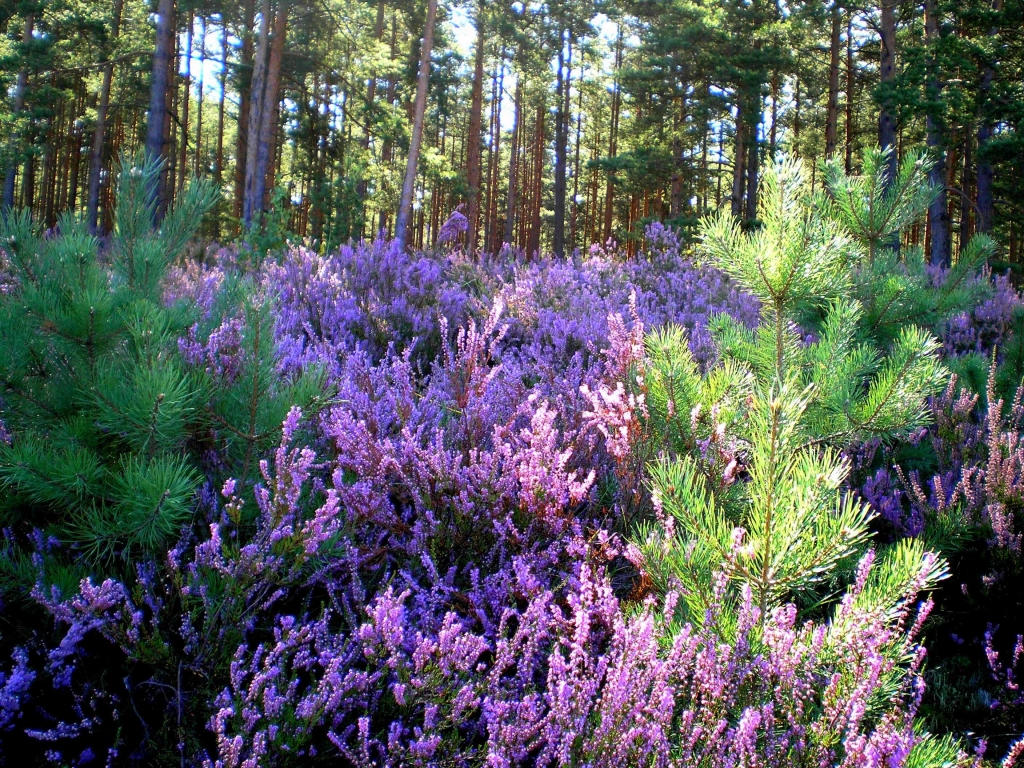 Autors: ilustratī vs