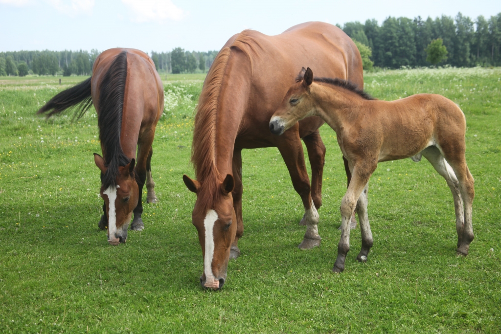 Autors: no “Dzirksteles” arhīva