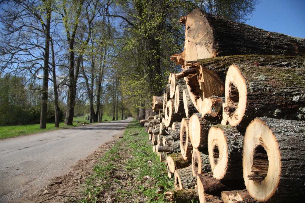 Liepu aleja ir iemīļota. Stāmerienā iedzīvotāji negrib samierināties ar domu, ka šis autoceļš paliks bez apstādījumiem. Ir doma pēc gada nocirsto liepu vietā iestādīt jaunas. 
Autors: Gatis Bogdanovs