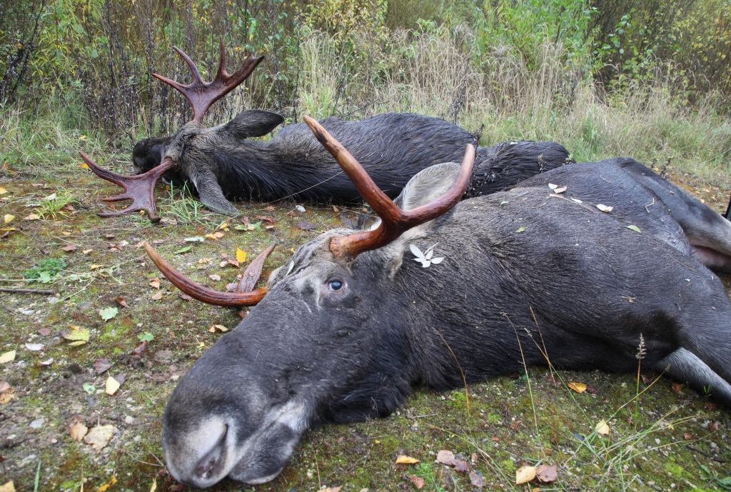 Lai samazinātu aļņu skaitu un to nodarītos postījumus mežaudzēm, pērn puse pieaugušo aļņu medību limita bija aļņu govis.  Aļņu medīšanas limitus mednieki izpildīja. 	
Autors: Gatis Bogdanovs