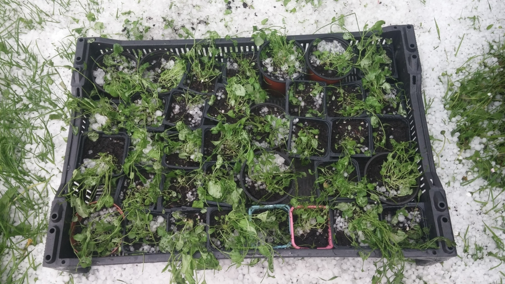 Autors: Tamāra Ulase