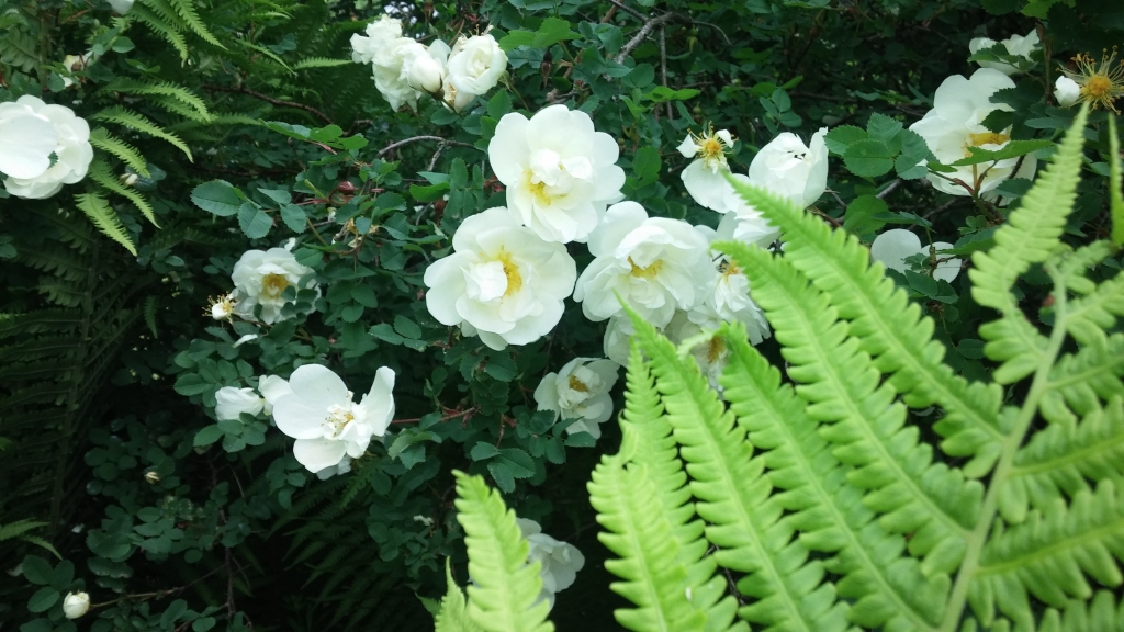 Autors: Tamāra Ulase