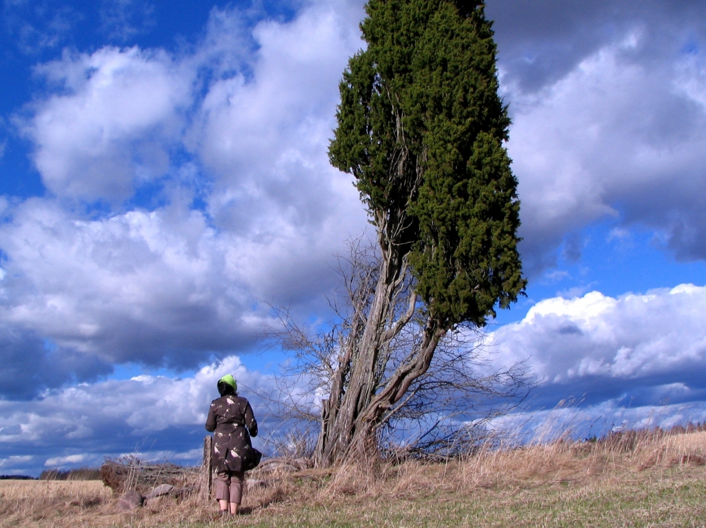 Vanagu paeglis Beļavas pagastā, kura apkārtmērs 1,30 metri, augstumā ir 1,12 metri, bet zem zaru dalīšanās vietas – pat 1,93 metri. 
Autors: Edžus Vējiņš