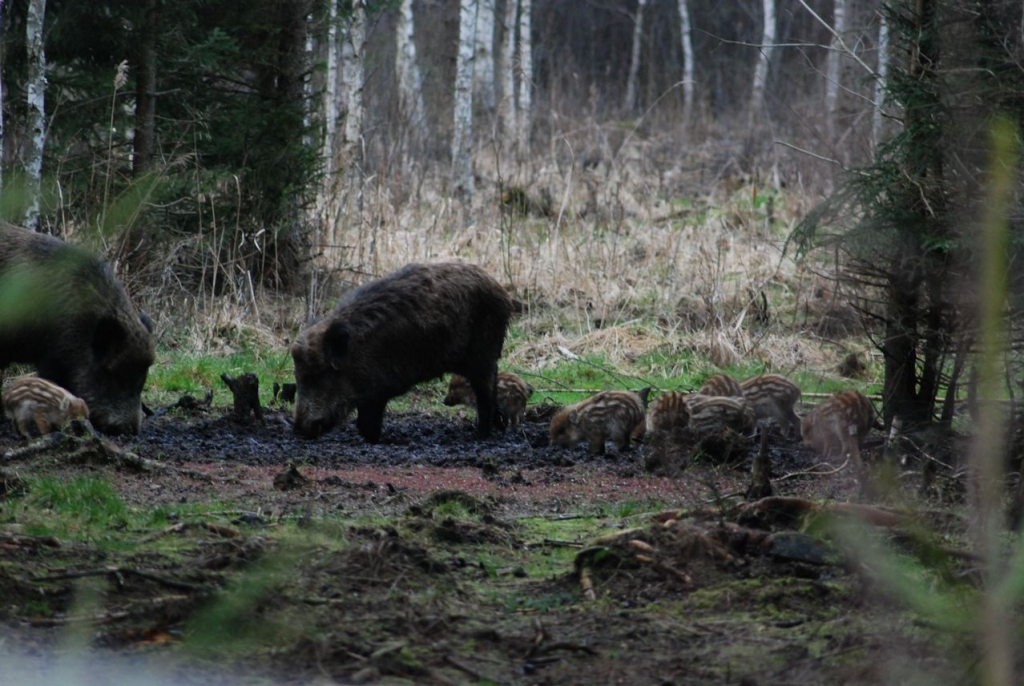 “Lai gan vajadzētu medīt, mednieki cenšas meža cūkas “glābt”. Atsevišķi mednieku formējumi cenšas tās saudzēt, kā arī turpina meža cūkas piebarot. Āfrikas cūku mēra skartajos rajonos koncentrējot dzīvniekus lielākos baros , varam panākt pretēju efektu,” secina Ziemeļaustrumu virsmežniecības inženieris medību jautājumos Laimonis Kļaviņš. 
Autors: ilustratīvs foto