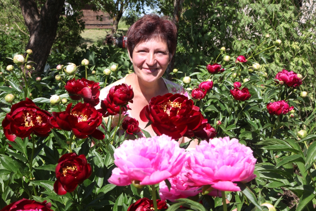 Lejasciema „Brāzmas” atrodas uzkalniņā, tāpēc arī vieglas vēsmas te labi jūtamas. Tās reibina ar saldu peoniju smaržu vilni, jo piemājas dārza teritoriju ieskauj puķu dobes, kurās šobrīd sevišķi izceļas peonijas – baltas, rozā, tumšsarkanas... Nezinātājs tās atšķir galvenokārt pēc krāsas, bet Guna Jundze katrai no 130 peoniju šķirnēm zina nosaukumu. Viņai ikviens zieds ir izsapņots un izlolots, pasūtot stādus un gaidot, kad tie uzplauks. Starp pirmajām Gunas dārzā uzzied tumši sarkanā ‘Bucky Belle’. 	
Autors: Gatis Bogdanovs