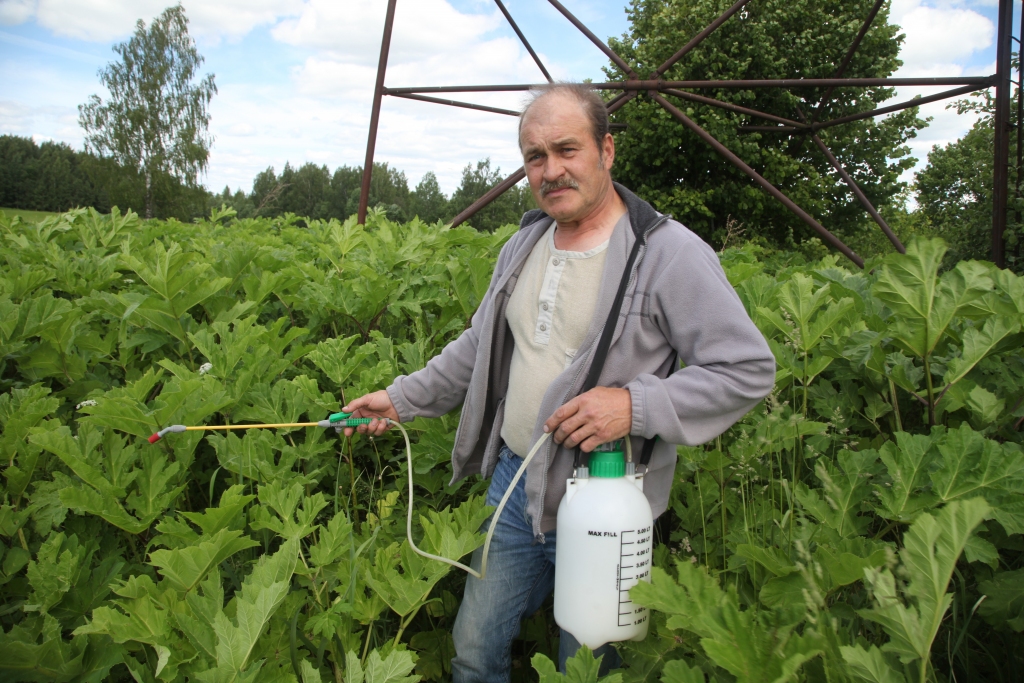Māris Ratseps ar latvāņiem cīnās jau daudzus gadus. Izmēģinājis vairākus veidus - pļaut, durt tos ar lāpstu zemē, smidzināt ar “Raundapu”, bet tāpat rezultāts - minimāls. 	
Autors: Gatis Bogdanovs